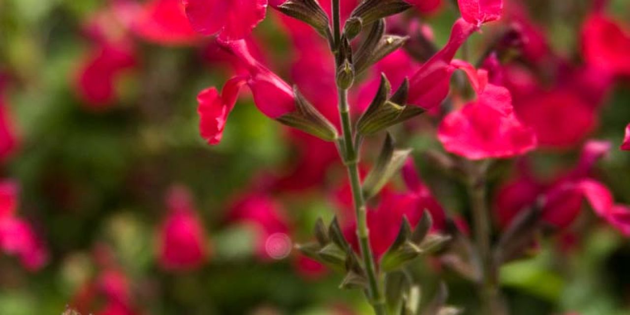 SAL - Salvia ‘Heatwave Blaze’ (Red Hybrid Autumn Sage)