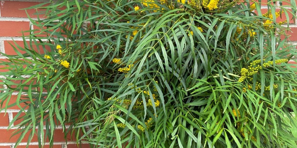 Mahonia Soft Caress ed