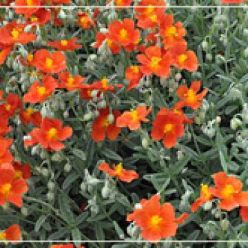 Helianthemum 'Henfield Brilliant'