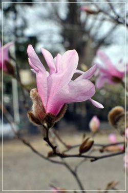 Magnolia Leonard Messel