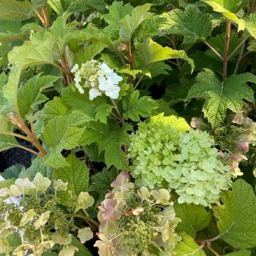 Hydrangea quercifolia 'Snow Queen'