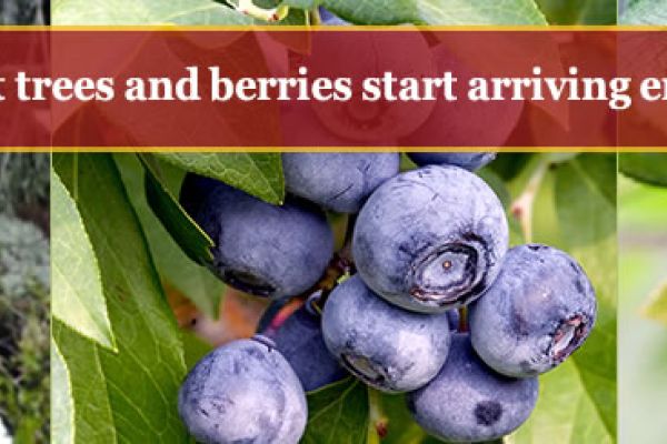 homeWinter2017 Bare Root Fruit Trees and Berries