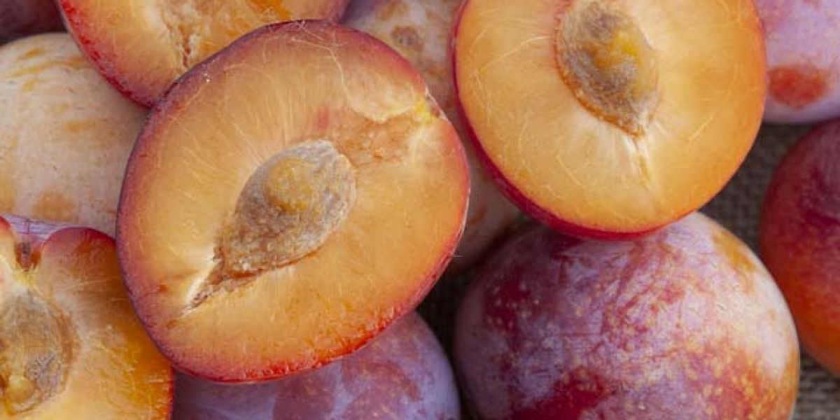 Flavor Punch Pluerry