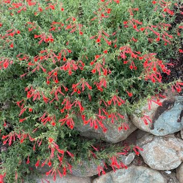 Zauschneria californica / Epilobium canum - California fuchsia