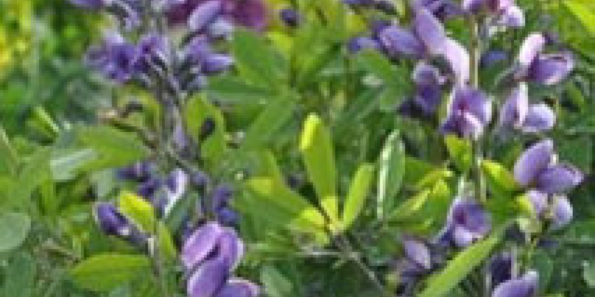 baptisia-australis--plant-o