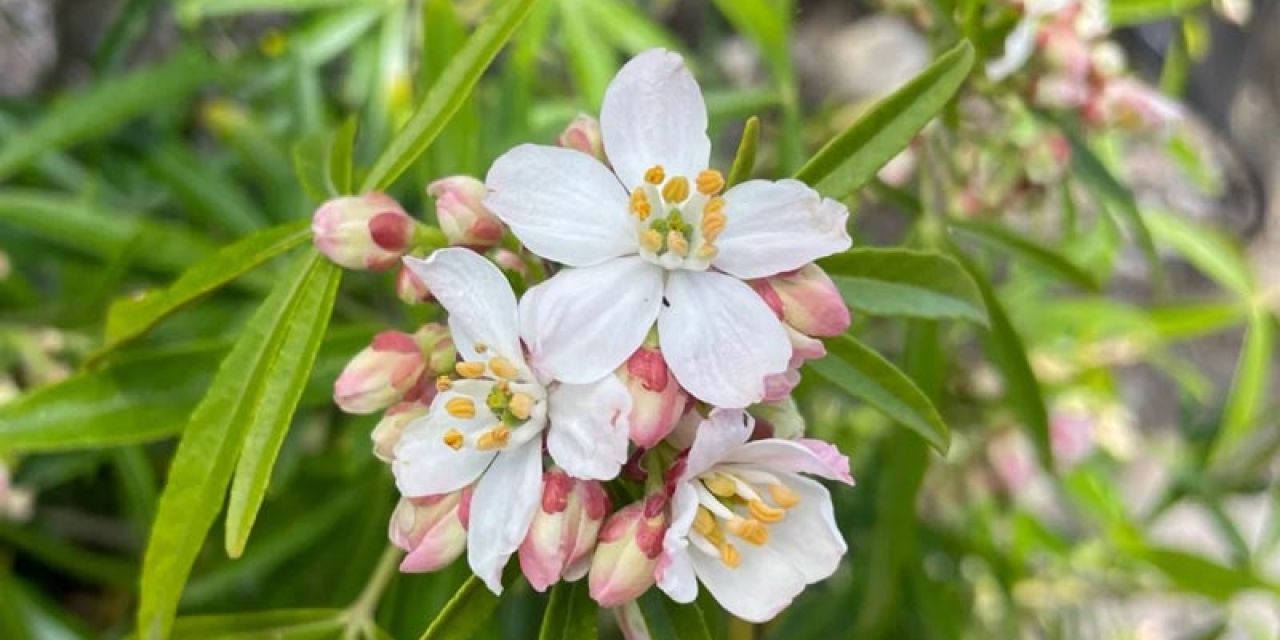 fragrant choisya blooms
