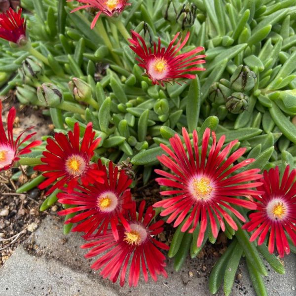 Delosperma 'Red Mountain'