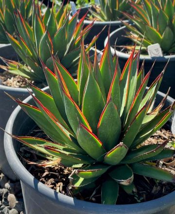 Agave 'Green Glow'