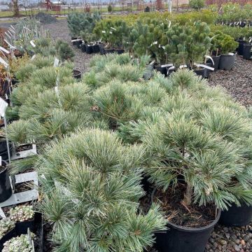 selection of dwarf conifers