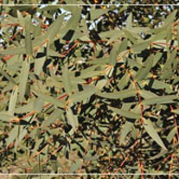 Eucalyptus coccifera