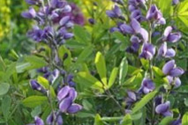 baptisia-australis--plant-o