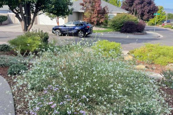 after lawn replacement with drought tolerant and low maintenance plants