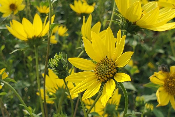 Helianthus Lemon Queen2