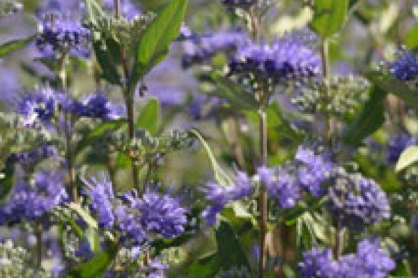 caryopteris-closeup-plant-o