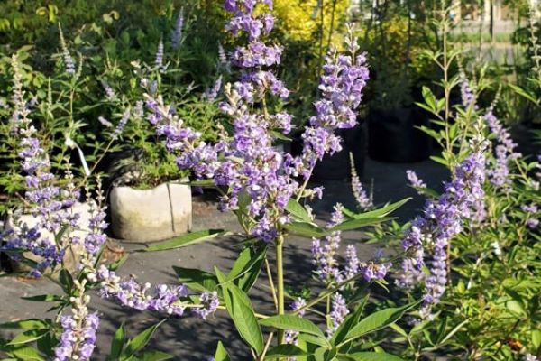 Vitex ed