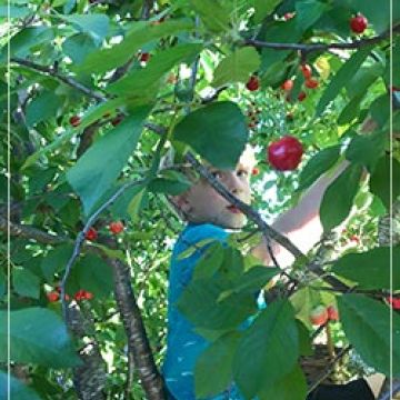 picking cherries