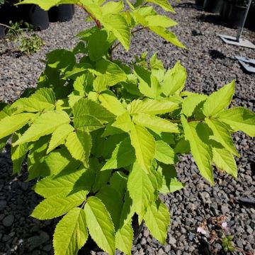 Aralia 'Sun King'