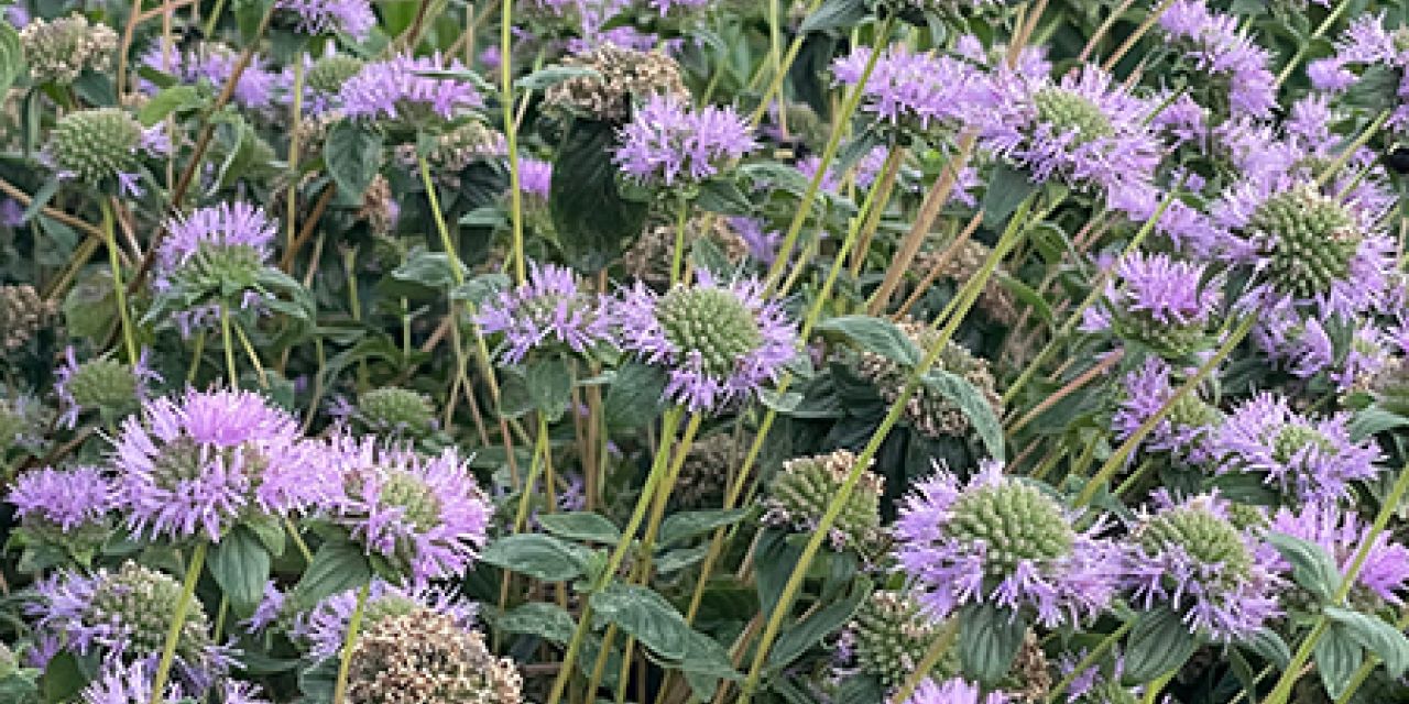 Monardella villosa 'Russian River'