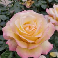 Rosa Peace