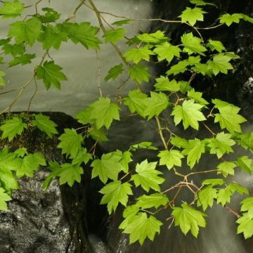 Acer circinatum