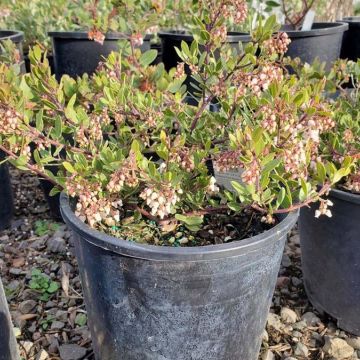 Arctostaphylos 'White Lanterns'