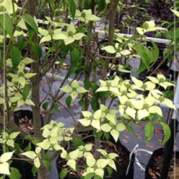 Cornus kousa 'Galilean'