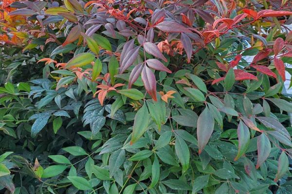 Nandina Gulf Stream