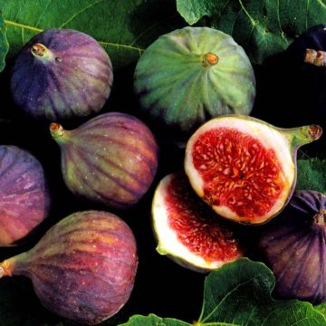 Fig tree fruit