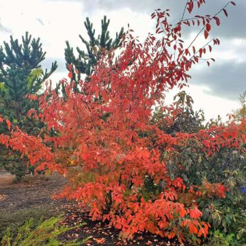Amelanchier 'Autumn Brilliance' fall color