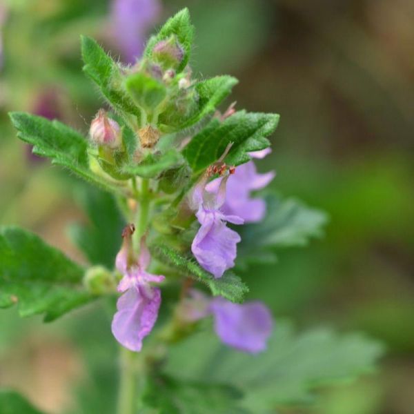 TEU - Teucrium chamaedrys (Creeping Germander) 