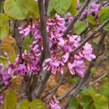 Cercis occidentalis (Western Redbud)
