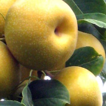 Asian Pear fruit
