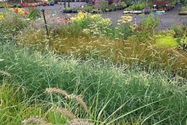 ornamental-grasses.jpg