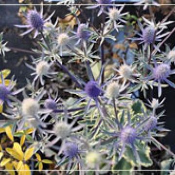 Eryngium 'Jade Frost'