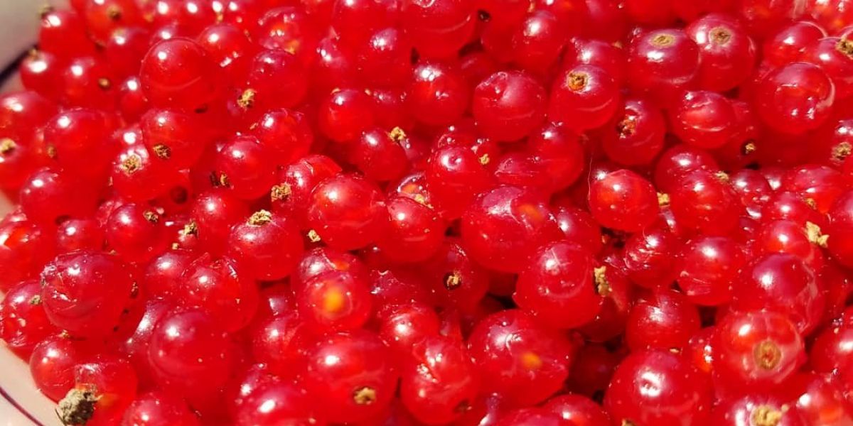 Cherry Red