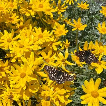 Eriophyllum lanatum 'Siskiyou' - Oregon Sunshine