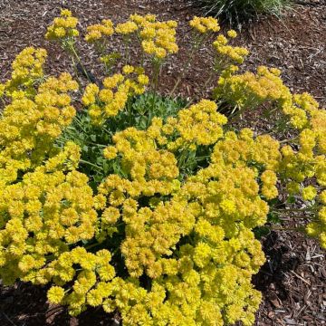 Eriogonum umbellatum 'Kannah Creek' (buckwheat)
