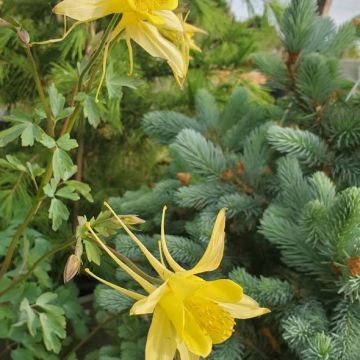 Aquilegia 'Denver Gold'