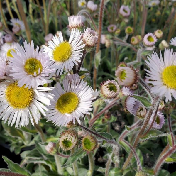 ERI - Erigeron p. ‘Lynnhaven Carpet’ (Robins Plantain/ Fleabane)