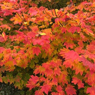 Acer circinatum fall color