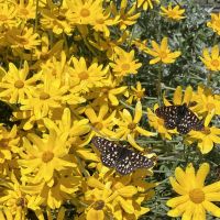 Caryopteris 'Dark Knight'