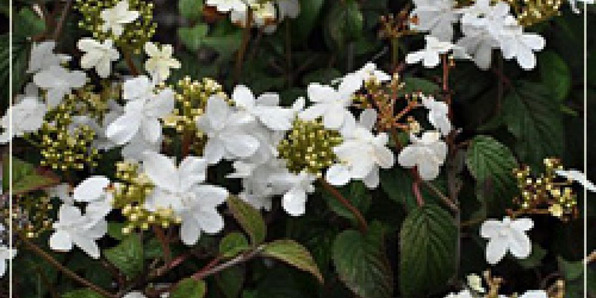 photoViburnumPlicatumTomentosum-DoublefileViburnum250x166
