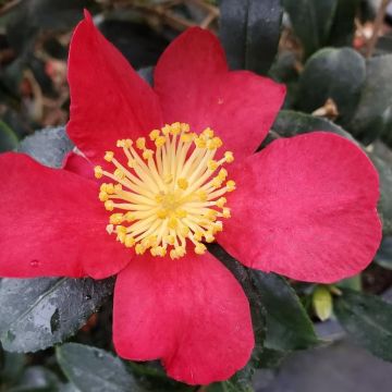 Camellia