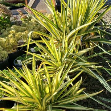 Yucca 'Color Guard'