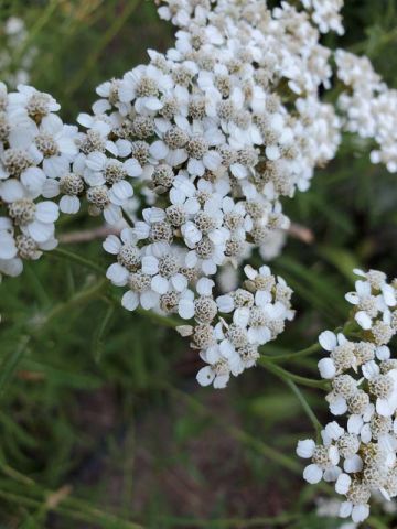 Achillea millefolium