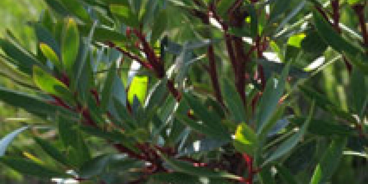 Drimys-plant-of-the-week