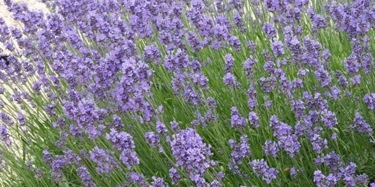 LAV - Lavandula ‘Hidcote’ (Dwarf English Lavender)