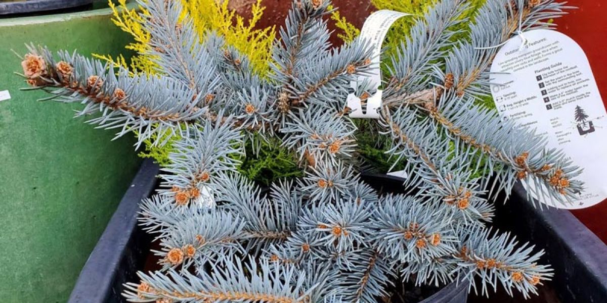 Picea glauca Procumbens sm