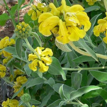 Phlomis fruticosa