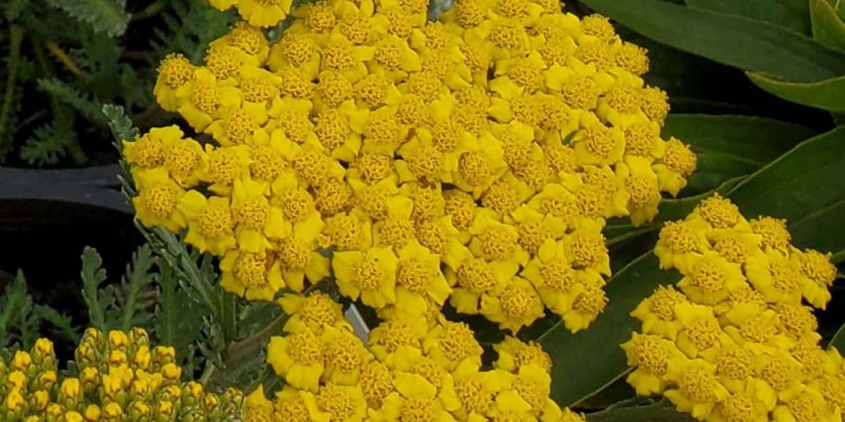 Achillea Little Moonshine